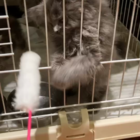 猫じゃらしパート2の画像