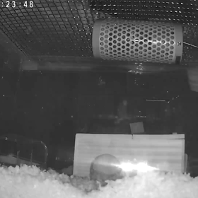 クシクシ。の画像