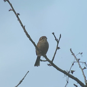 すぎぴたんの事件簿　シーズン２　１００話の画像
