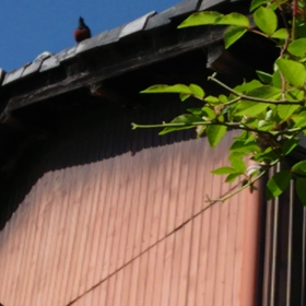 鳥のさえずりの画像