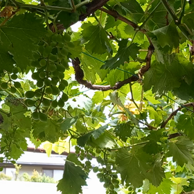 葡萄の剪定の画像