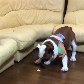 マヌケが可愛いの画像