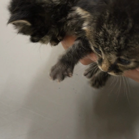 トライアルへ行きました　１匹目の画像