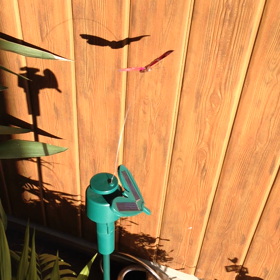 蛾が飛んでます;^_^Aの画像