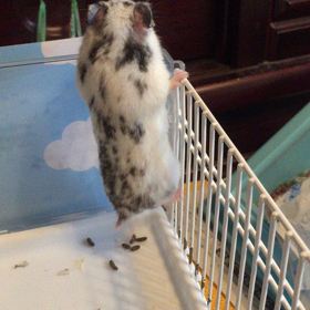 うちのハム子❤︎の画像