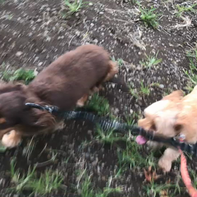 ♪お散歩動画♪代々木公園♪の画像