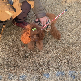 散歩は楽しいの画像