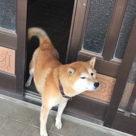 祖父母宅の柴犬コロの画像