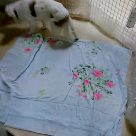 回ってまわっての画像