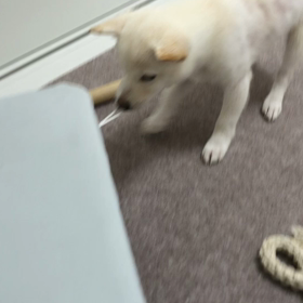 力持ちやねぇの画像