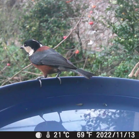 すぎぴたんの事件簿シーズン3　80話（無視するヤマガラ）の画像