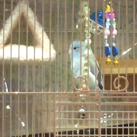 まめちゃんのおしゃべりの画像