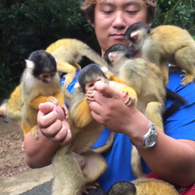 【動画】リスザル60匹と戯れられる石垣島のやいま村の画像