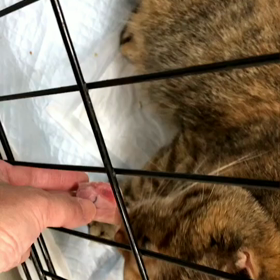 あくびさんと刺身の画像