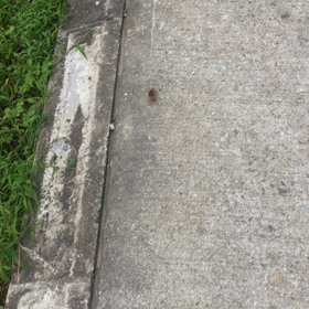 カニさん。の画像