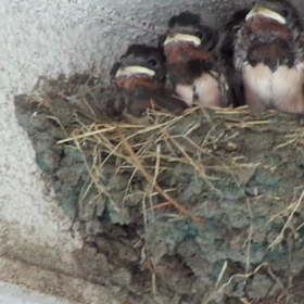 いくぜ❗️ヒナ祭り❗️の画像