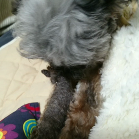 ロバさんｶﾐｶﾐ②の画像