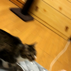 先住猫デールが吠える動画！山の会に参加…の画像