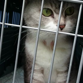 虐待しているような気持ちになる(´・ω・`)の画像