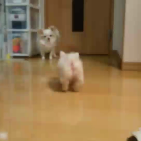 新しい家族になりました。の画像