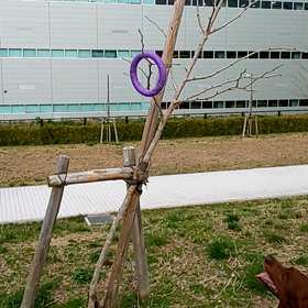 水泳以外の弱点発覚の画像