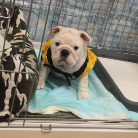 今朝のふぅらの画像