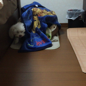 今朝のチョコの画像