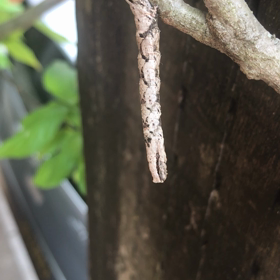 この虫、、、❓の画像