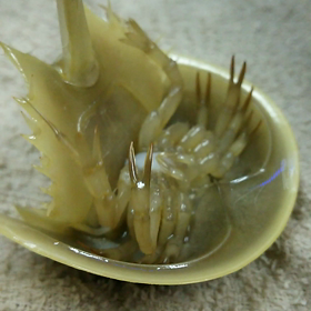 カブトガニの画像