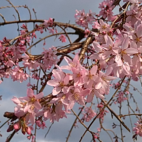 枝垂れ桜とウグイスの画像