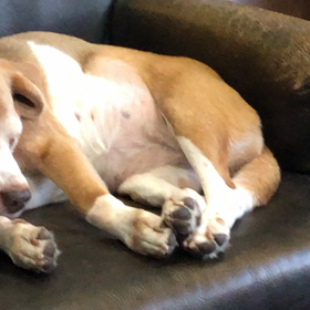 保護犬スリーシスターズの画像