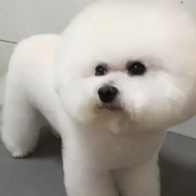 可愛い豆腐と…ゴリラじゃありませんのルナさんです～動画～☆の画像