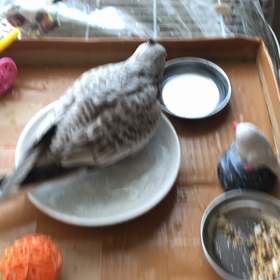 ピピ坊ちゃんの画像