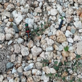 色鮮やかなの画像