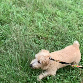 9月21日14わんこと1時間遠足  代々木公園の画像