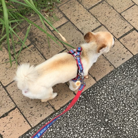 散歩に出かけてコロナを思うの画像