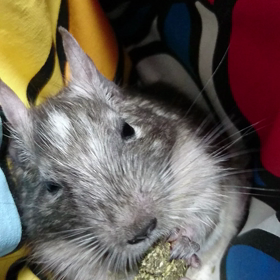 明日嫌な日な為、今日は楽しいことしてテンション上げる。の画像