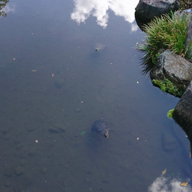 ゆっくりの画像