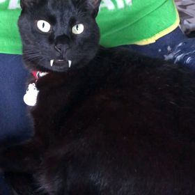 イチローの牙と臆病と声との画像