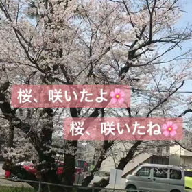 桜咲く季節の画像