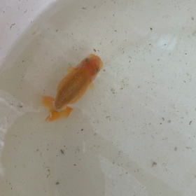 西大関くん成長記録①の画像