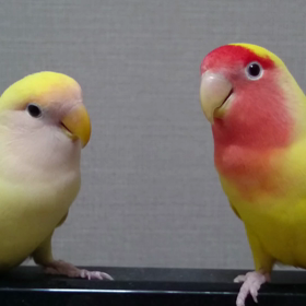 最近の2羽♡の画像