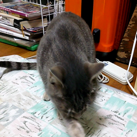 食後のペロペロの画像