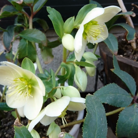 ☆我が家の植物たちを動画で紹介！①☆の画像