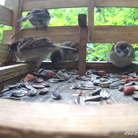 すぎぴたんの事件簿シーズン3　283話（ピーナッツがお好きスズメ、シジュウカラ）の画像