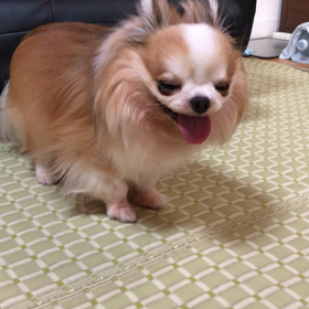 けん太君の軟口蓋過長症の動画の画像