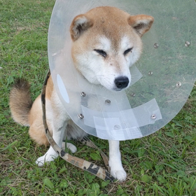 手術からの1週間の画像