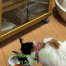 昨夜の食いっぷりの画像