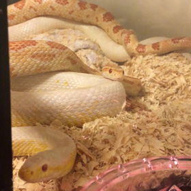 コーンスネーク 繁殖 動画の画像