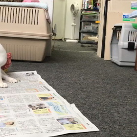 カメラを止めるにゃん！の画像